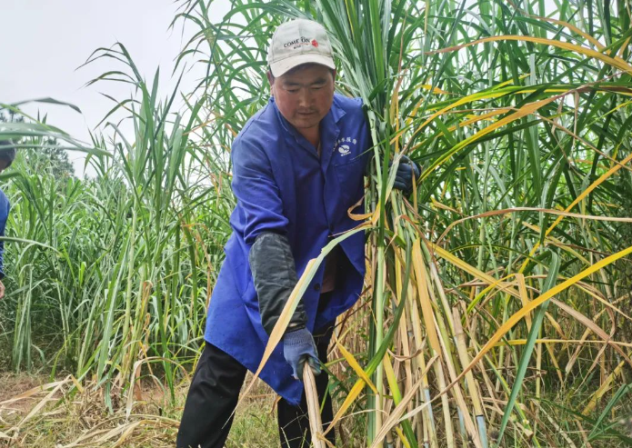 最美新农人 | 牧草种植让村民尝“甜”头