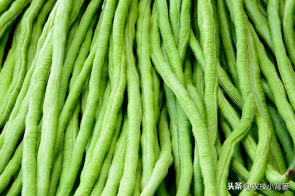 秋豆角的种植_秋豆角苗期管理_秋豆角种植技术与管理
