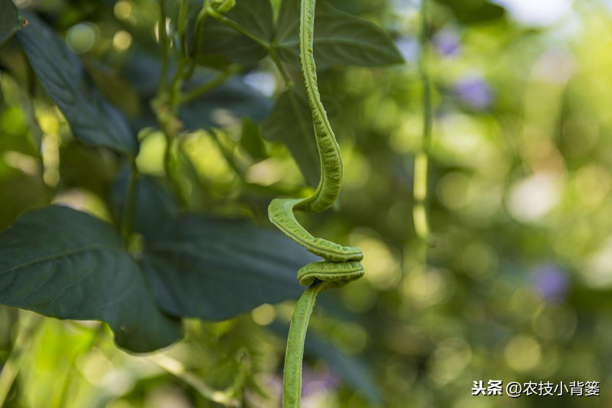 秋豆角的种植_秋豆角种植技术与管理_秋豆角苗期管理