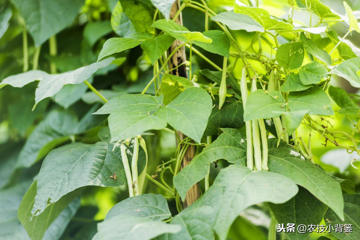 秋豆角种植技术与管理_秋豆角的种植_秋豆角苗期管理