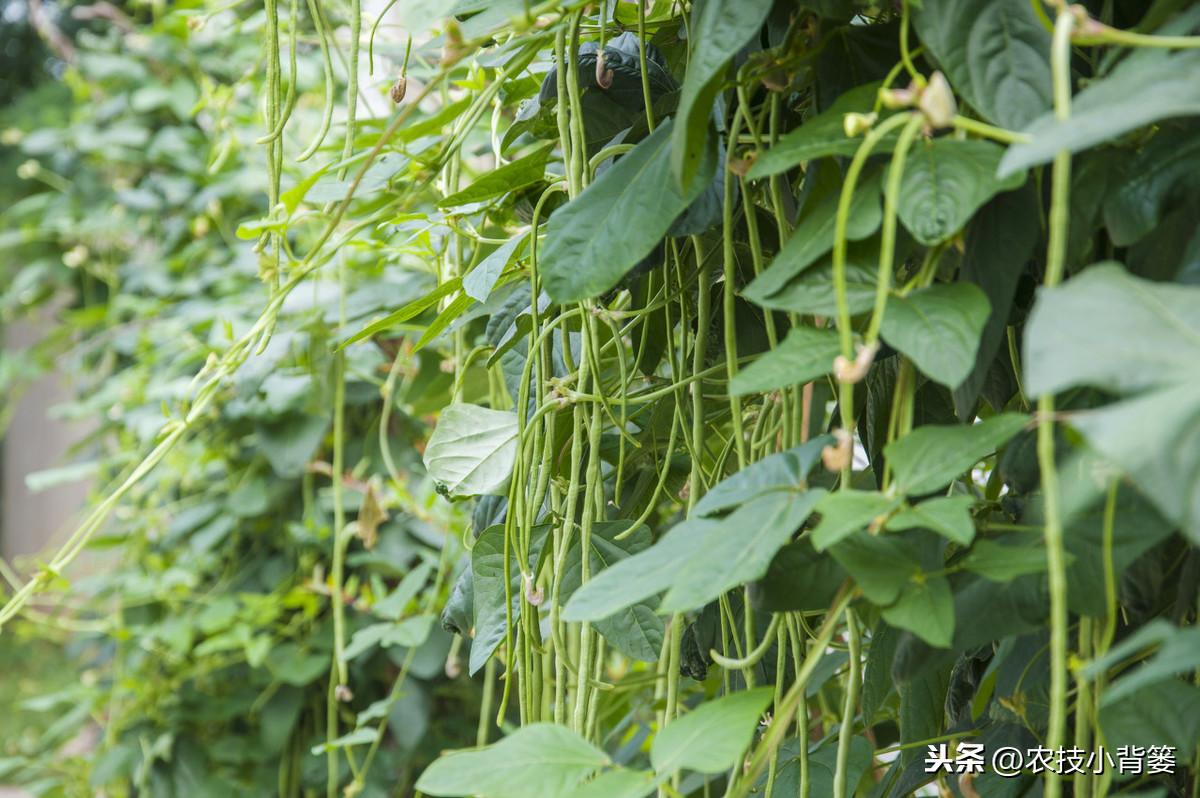 秋豆角苗期管理_秋豆角的种植_秋豆角种植技术与管理