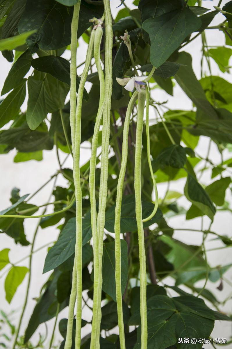 秋豆角苗期管理_秋豆角的种植_秋豆角种植技术与管理