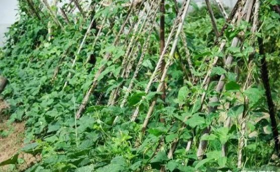 豆角秋季种植技术_秋豆角种植技术与管理_秋豆角的种植