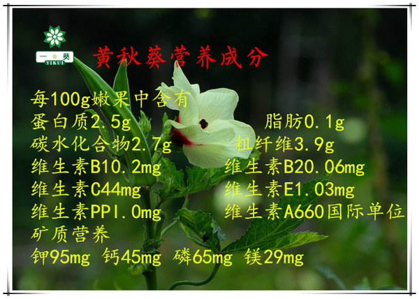 山东黄秋葵种植技术_黄秋葵种植技术视频_黄秋葵种植视频