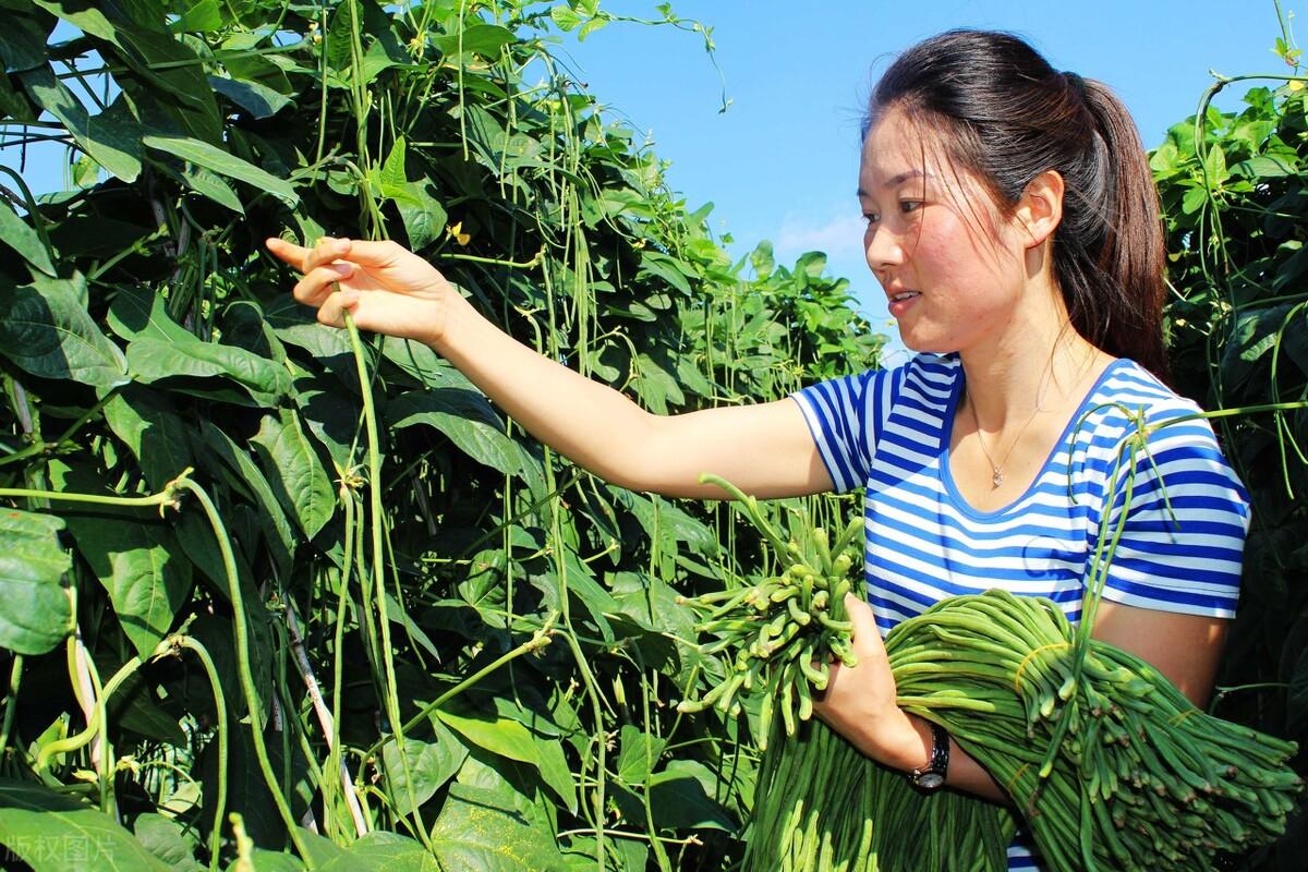 秋豆角种植技术与管理_豆角秋季种植技术_秋豆角现在种晚不晚