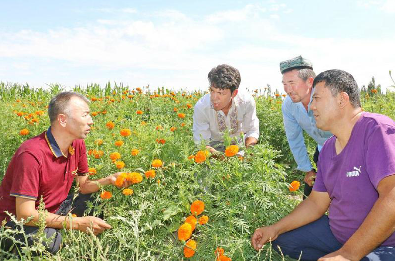 致富种植农民工具视频_农民种植致富工具_致富种植农民工具有哪些