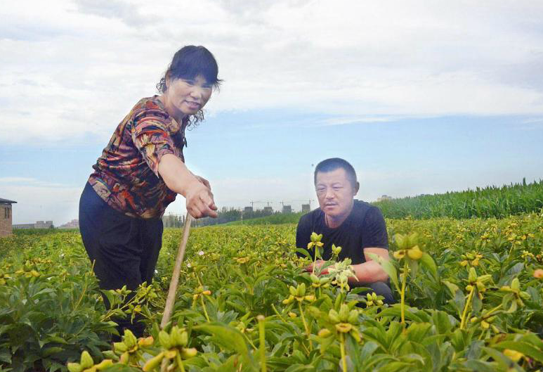 致富种植农民工具视频_致富种植农民工具有哪些_农民种植致富工具