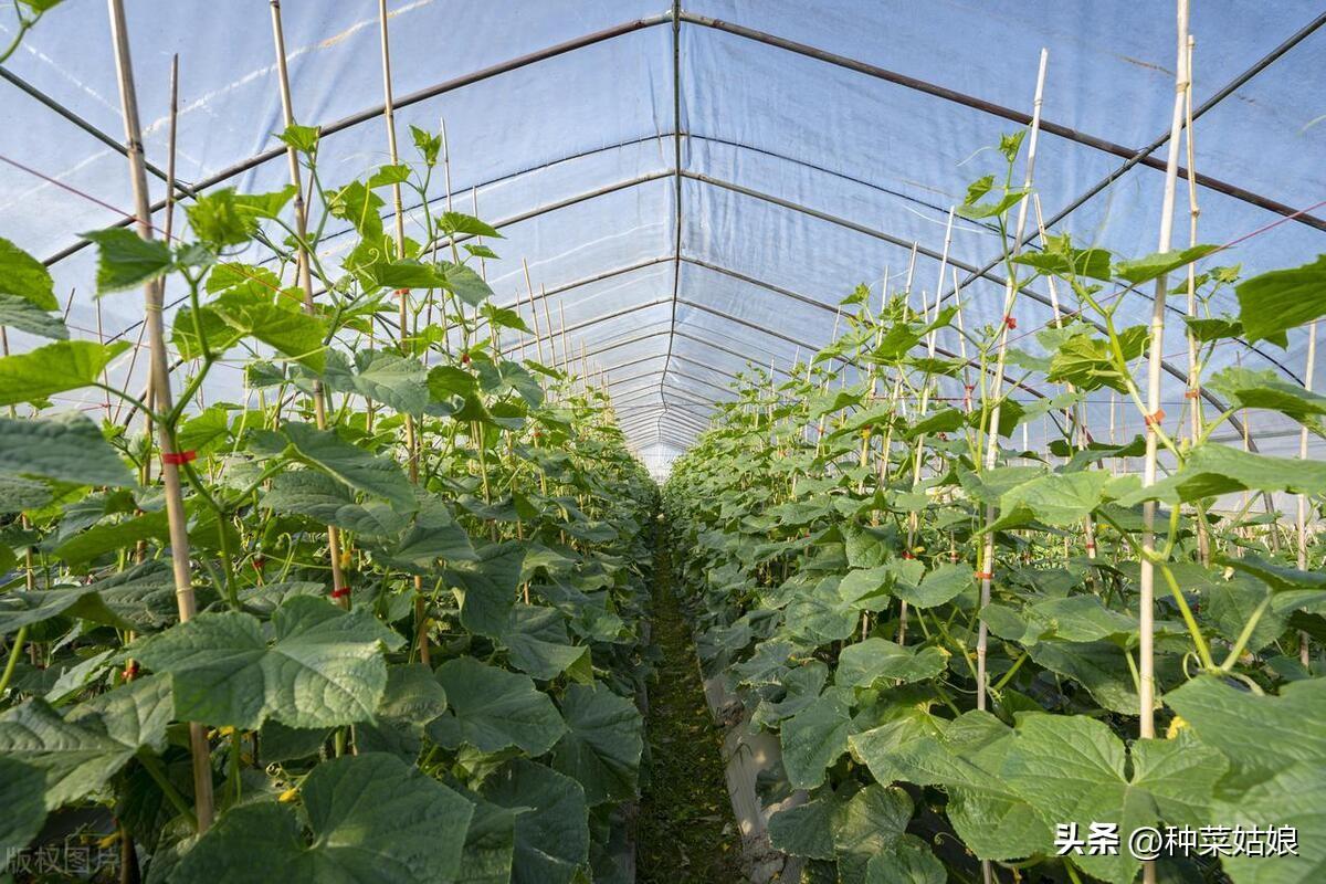 豆角秋季种植技术_秋豆角种植技术与管理_种秋豆角啥时候种最好