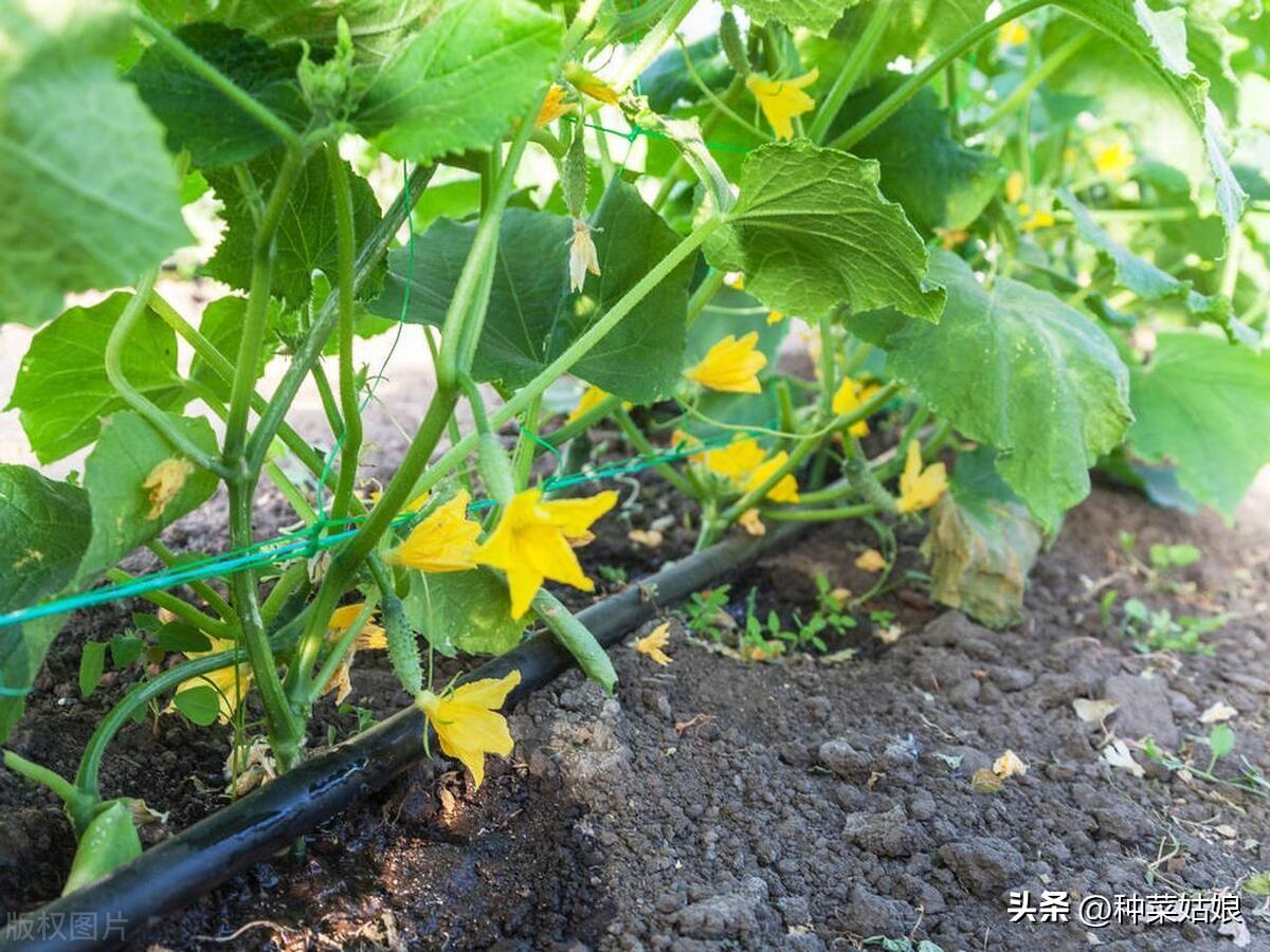 种秋豆角啥时候种最好_豆角秋季种植技术_秋豆角种植技术与管理