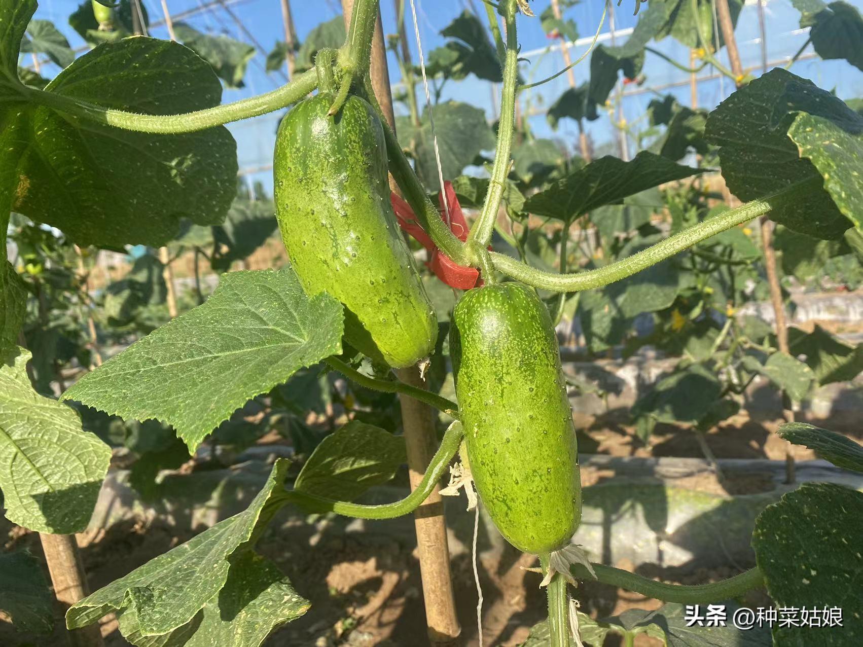 种秋豆角啥时候种最好_秋豆角种植技术与管理_豆角秋季种植技术