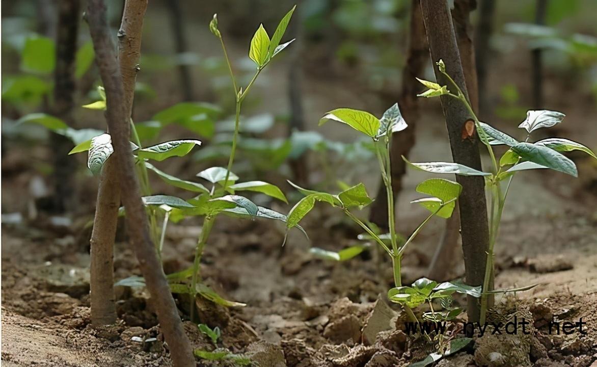 种秋豆角啥时候种最好_秋豆角种植技术与管理_豆角秋季种植技术