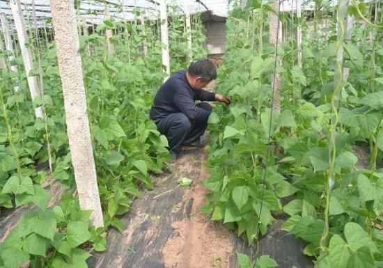 秋豆角种植技术与管理_种秋豆角啥时候种最好_豆角秋季种植技术