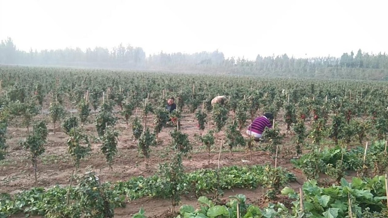 10致富种植_致富种植什么比较赚大钱_致富种植视频全集