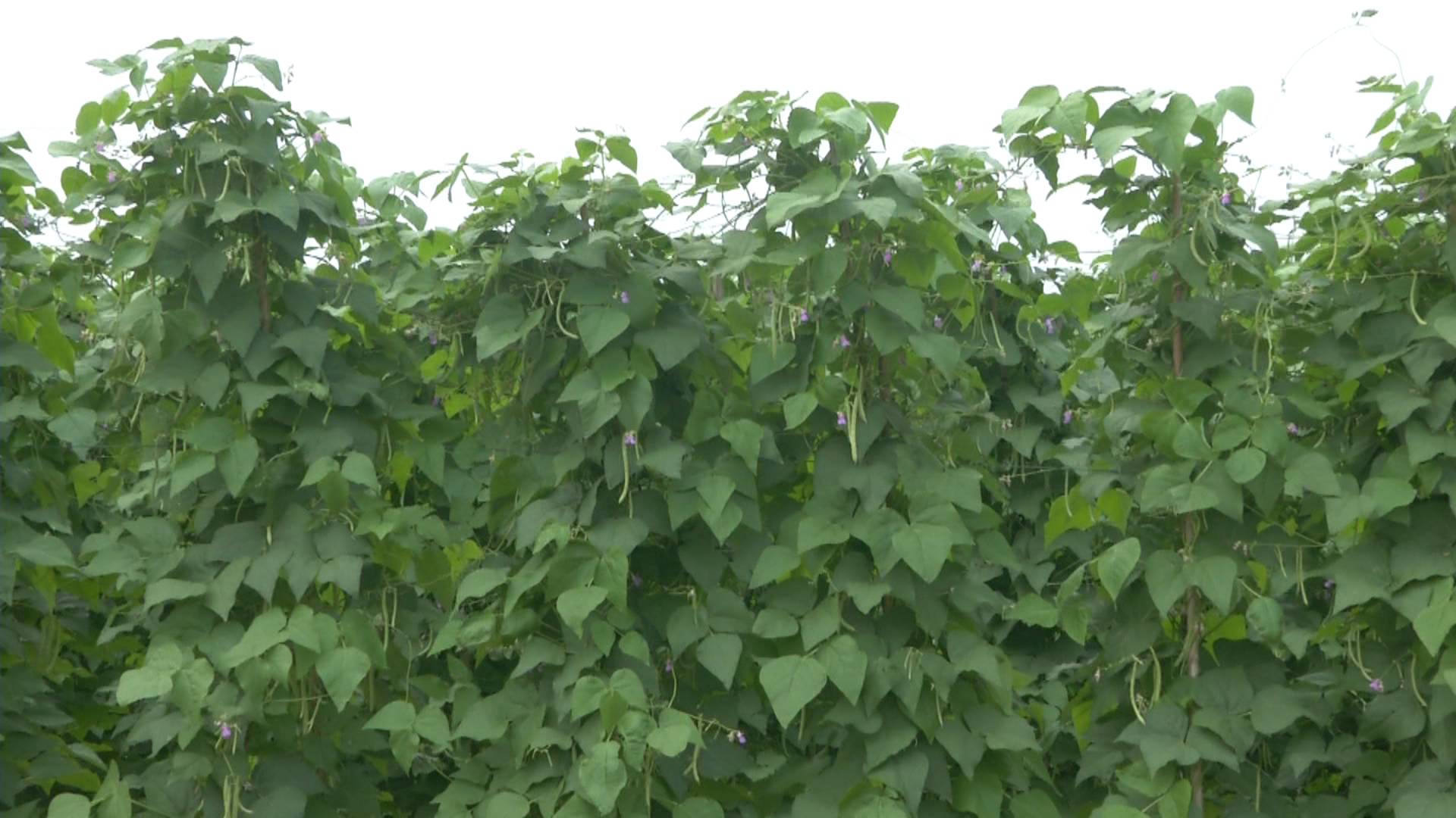 农业致富经露天种菜_致富露天农业种菜文案_种植露天蔬菜能挣钱吗