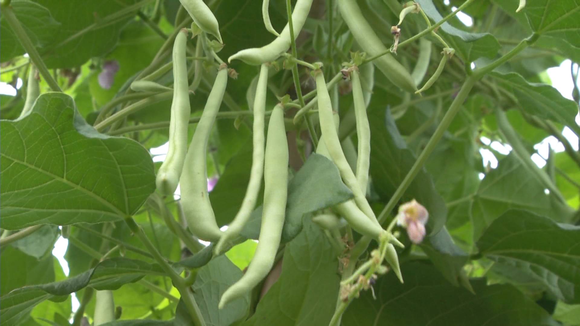 致富露天农业种菜文案_种植露天蔬菜能挣钱吗_农业致富经露天种菜