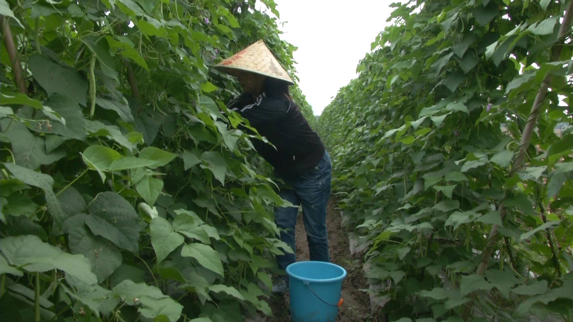 农业致富经露天种菜_种植露天蔬菜能挣钱吗_致富露天农业种菜文案