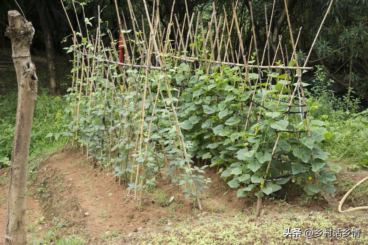 种秋豆角啥时候种最好_秋豆角种植技术与管理_秋豆角现在种晚不晚