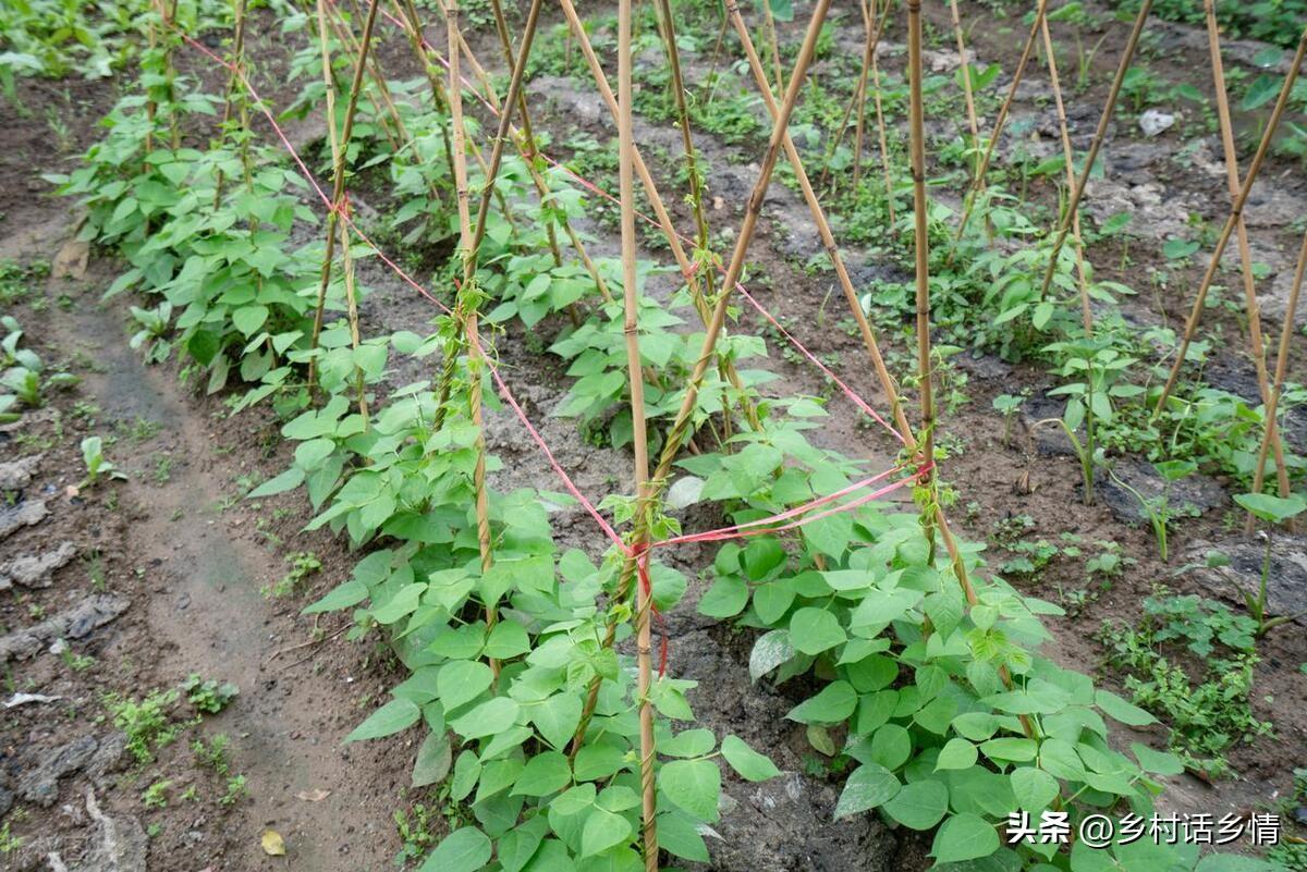 秋豆角种植技术与管理_秋豆角现在种晚不晚_种秋豆角啥时候种最好