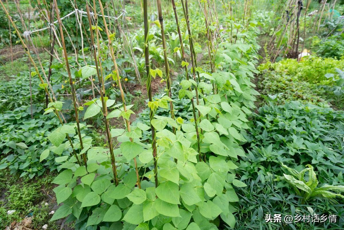 秋豆角种植技术与管理_种秋豆角啥时候种最好_秋豆角现在种晚不晚