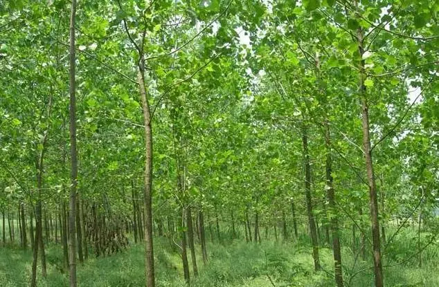 农民种植致富工具_致富种植农民工具有哪些_致富种植农民工具视频