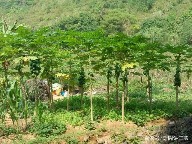 木瓜的种植技术和管理_木瓜种植与管理_木瓜种植管理技术与管理