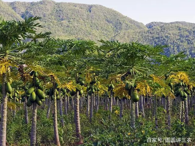 木瓜的种植技术和管理_木瓜种植与管理_木瓜种植管理技术与管理