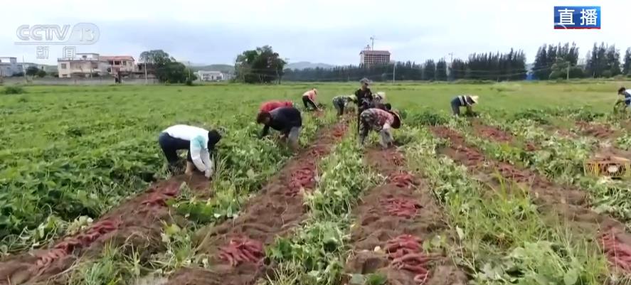 致富种植专业合作社_10致富种植_致富种植什么比较赚大钱