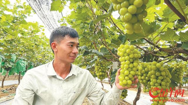 陕西水果产量第一_致富经种植水果陕西_陕西水果品种