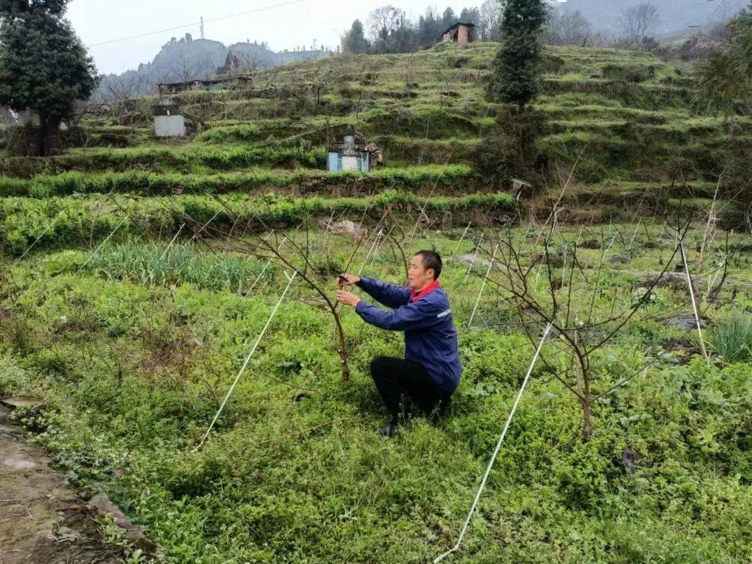 陕西水果种植面积排名_致富经种植水果陕西_陕西适合种植新型水果