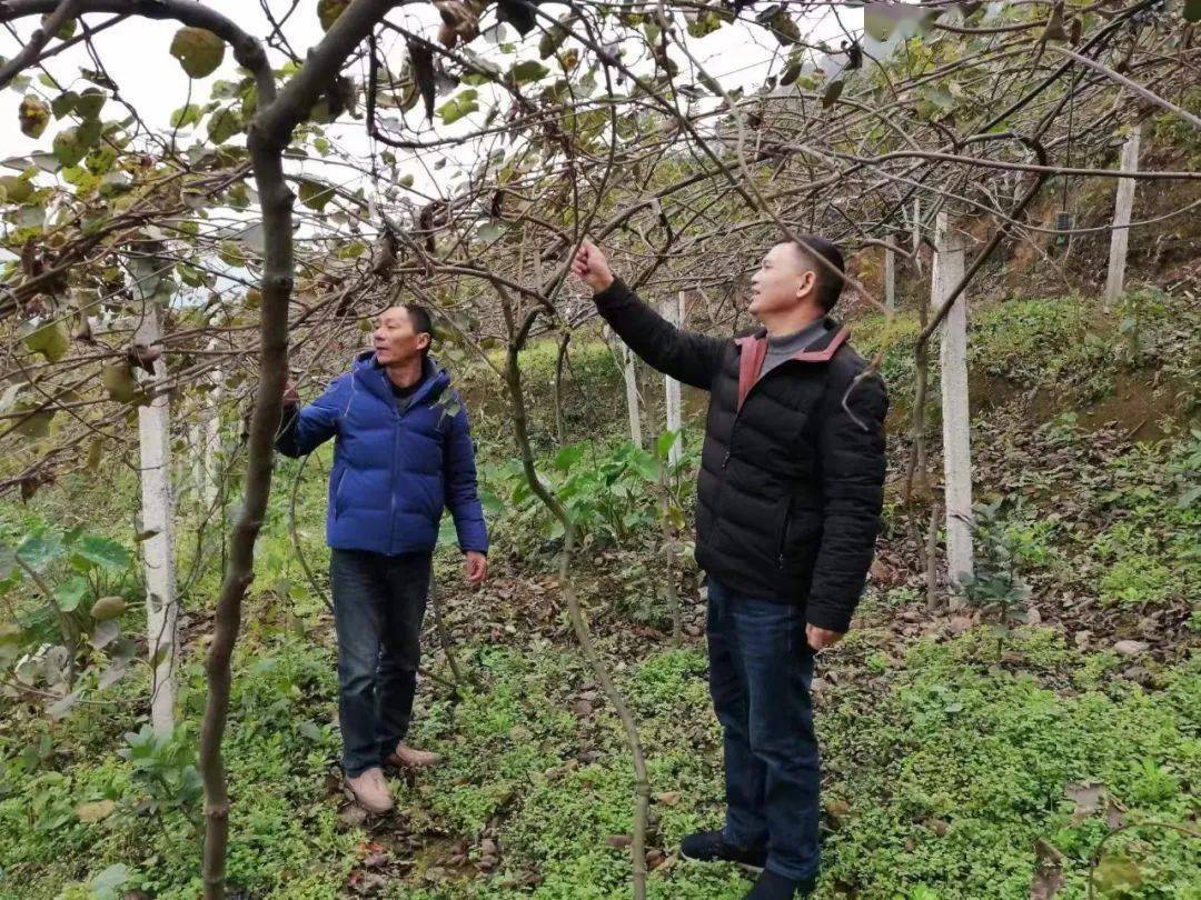 陕西水果种植面积排名_陕西适合种植新型水果_致富经种植水果陕西