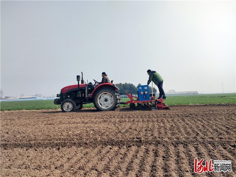 河北省种植什么效益最高_河北种植什么最赚钱_河北赵县种植致富