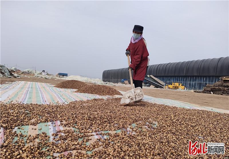 河北赵县种植致富_河北省种植什么效益最高_河北种植什么最赚钱