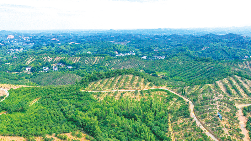 镇头镇：油茶小镇，崛起乡村振兴大梦想