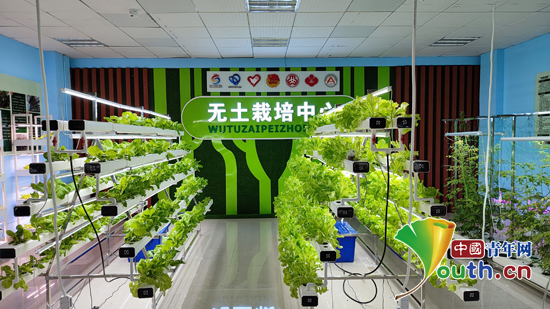 刺梨子种植技术_刺梨子怎么种植_如何种植刺梨树