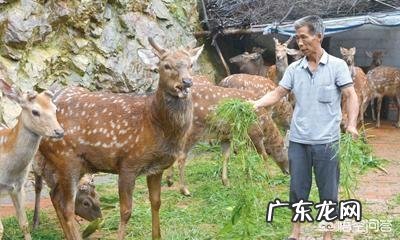 农村养殖业致富项目？ 农村有哪些适合养殖的？