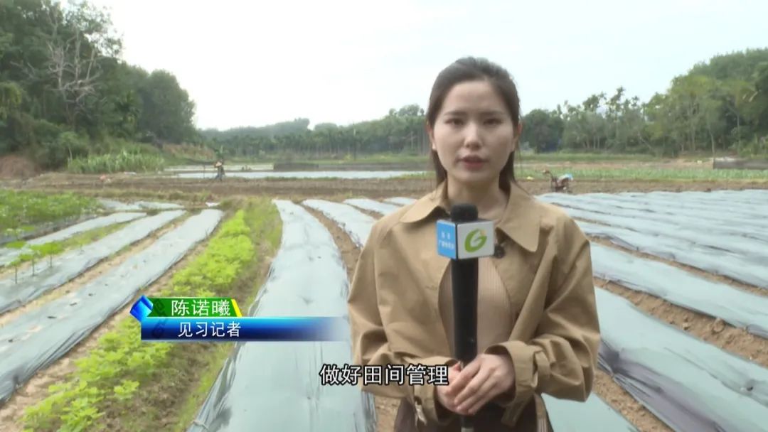 黄秋葵种植视频_黄秋葵菜怎么种_黄秋葵种植技术