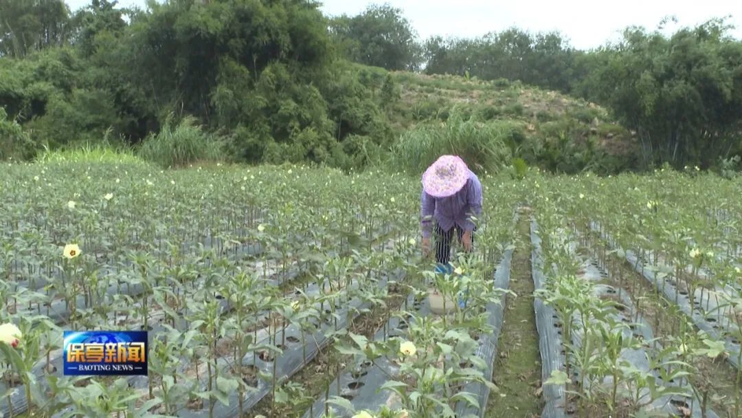 黄秋葵菜怎么种_黄秋葵种植视频_黄秋葵种植技术