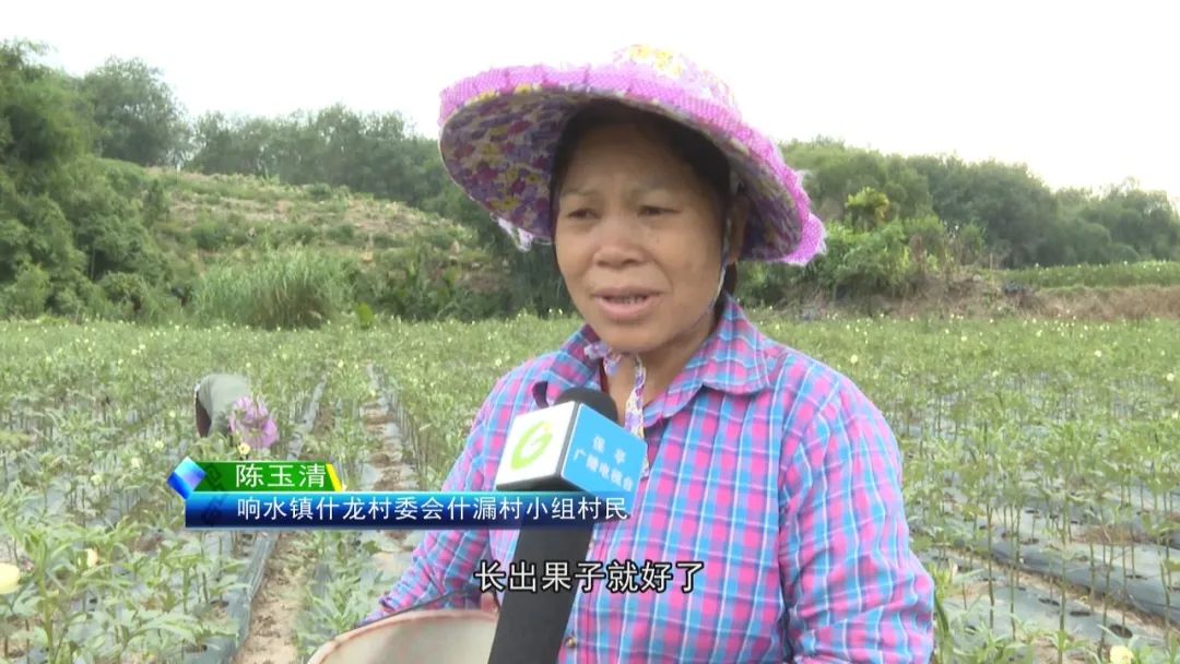 黄秋葵种植技术_黄秋葵种植视频_黄秋葵菜怎么种