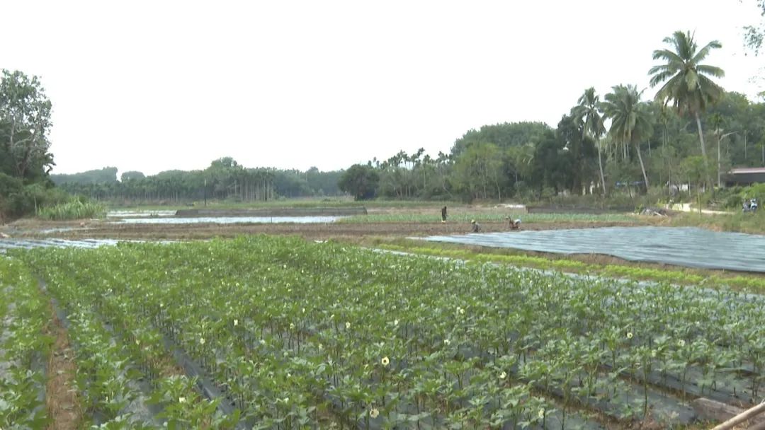 黄秋葵种植技术_黄秋葵种植视频_黄秋葵菜怎么种