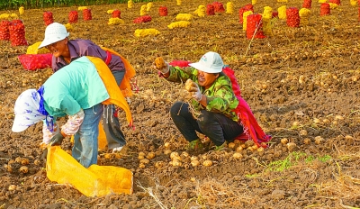 黑豆油种植致富_致富种植黑豆油怎么样_致富种植黑豆油好吗