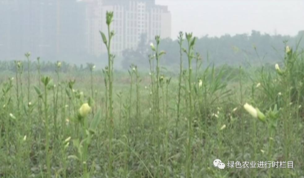 黄秋葵菜怎么种_黄秋葵种植技术_黄秋葵种植技术视频