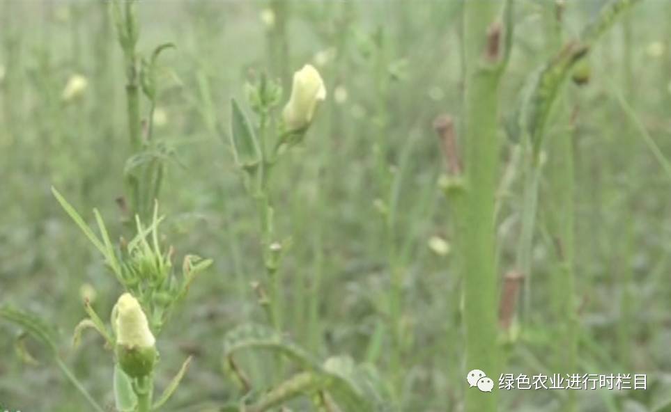 黄秋葵种植技术_黄秋葵种植技术视频_黄秋葵菜怎么种