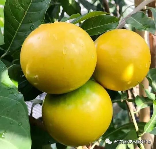 陕西水果种植面积排名_陕西水果产量第一_致富经种植水果陕西