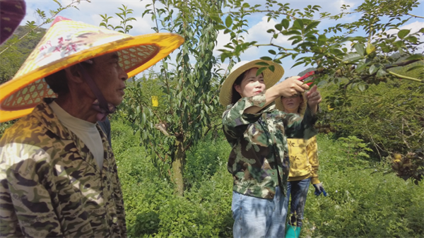 刺梨子种植技术_怎样种植刺梨_刺梨子怎么种植