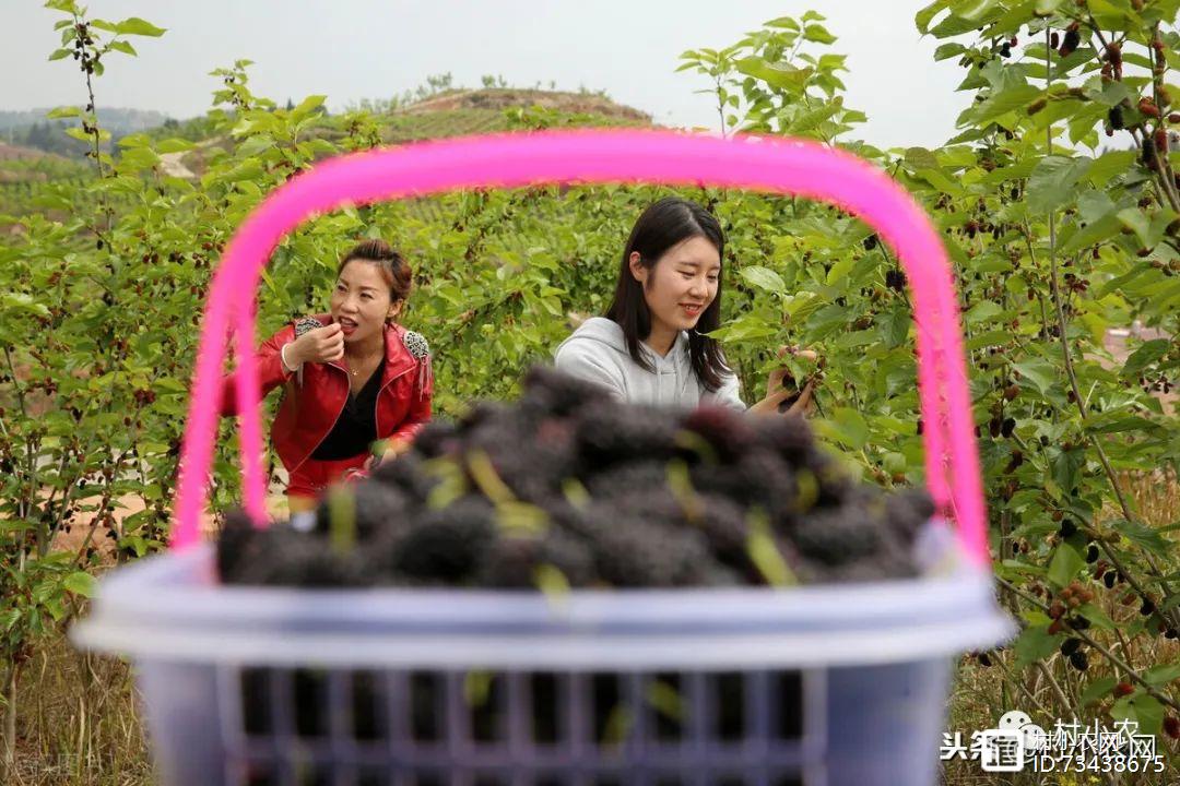 致富经种植水果陕西_陕西水果品种_陕西适合种植新型水果