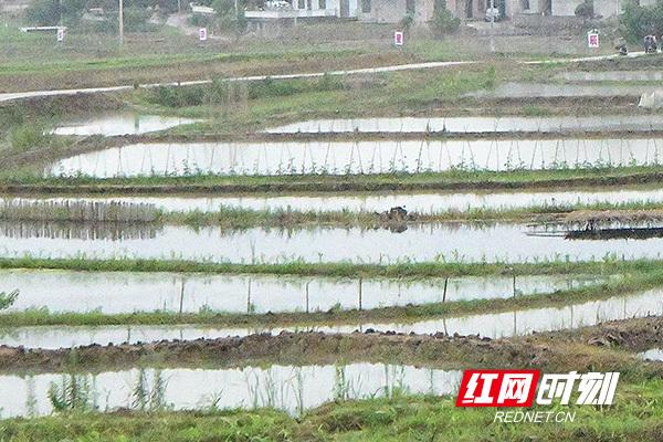 致富养殖螺蛳图片_养殖螺蛳赚钱吗_致富经 螺蛳养殖