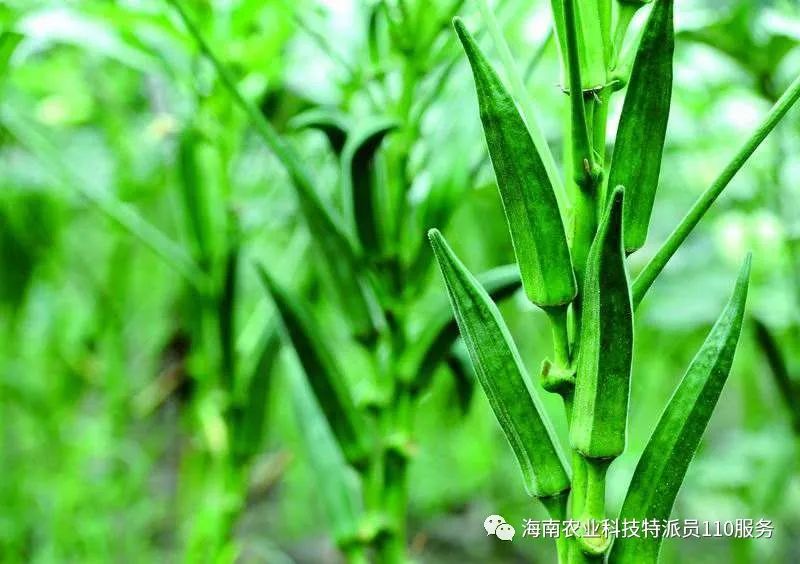 【种植宝典】海南冬季瓜菜种植品种推荐：黄秋葵