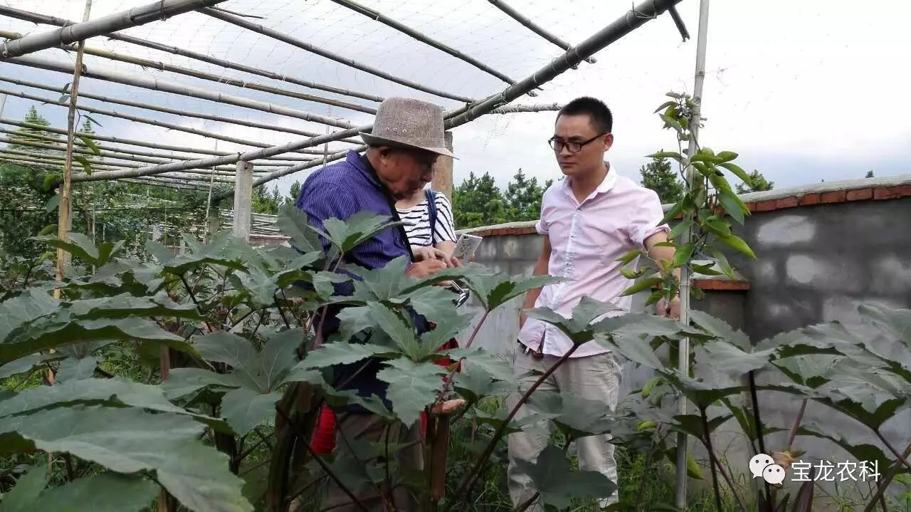 黄秋葵种植视频_黄秋葵种植技术_简要说明黄秋葵种植技术