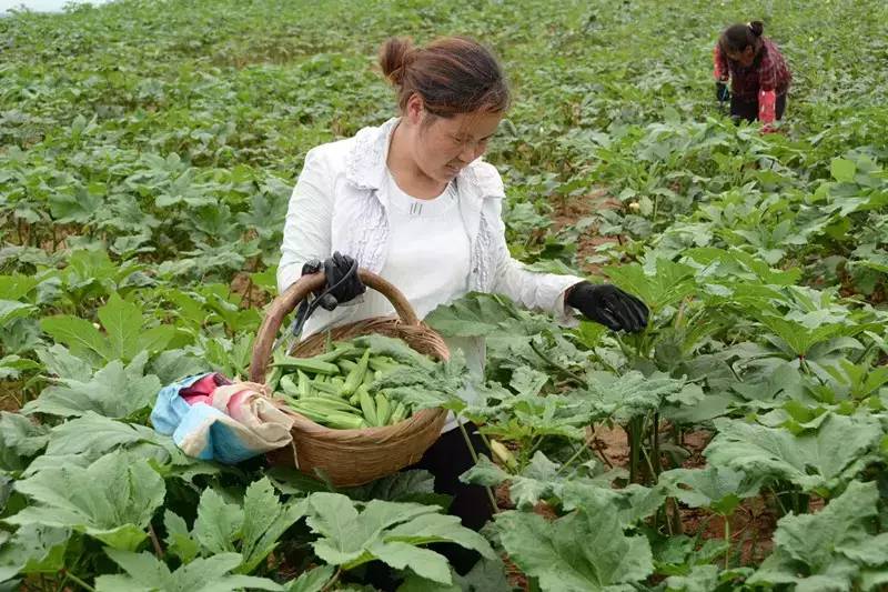 宜阳农民尚海民：种植黄秋葵带领农民奔富路