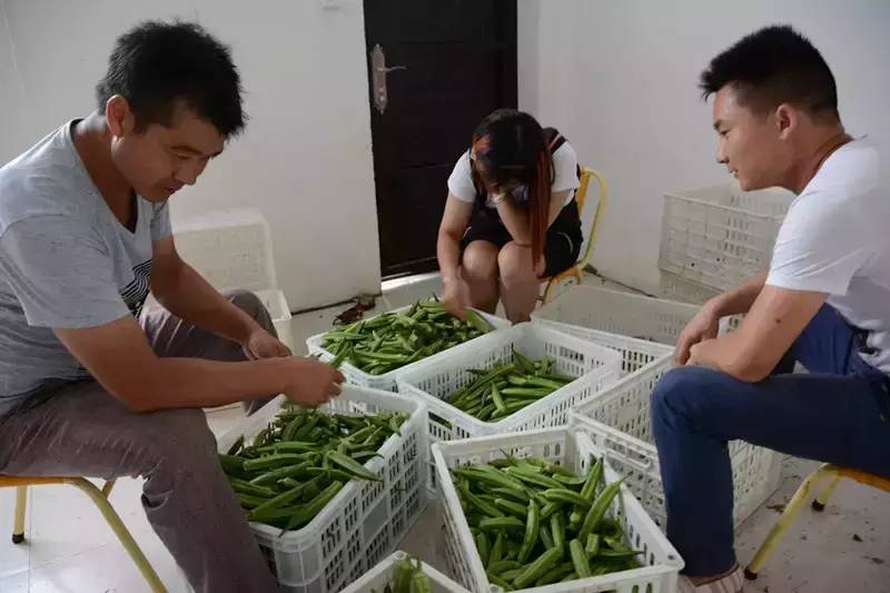 黄秋葵菜怎么种_黄秋葵种植视频_黄秋葵种植技术